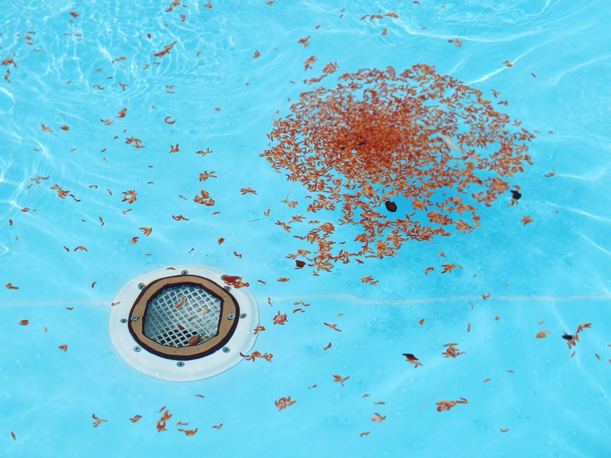 Tortorella Blog The Importance Of Maintaining And Servicing Chemical Feeders (1) Htm 298d710234f75ce5